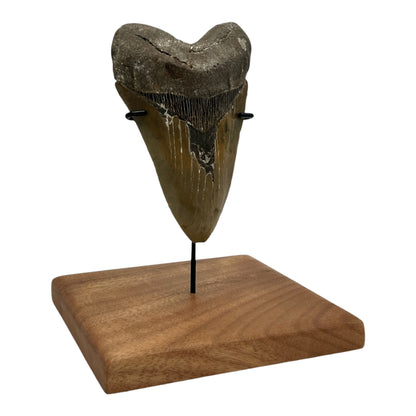 5.5" Megalodon Tooth Fossil with Stand