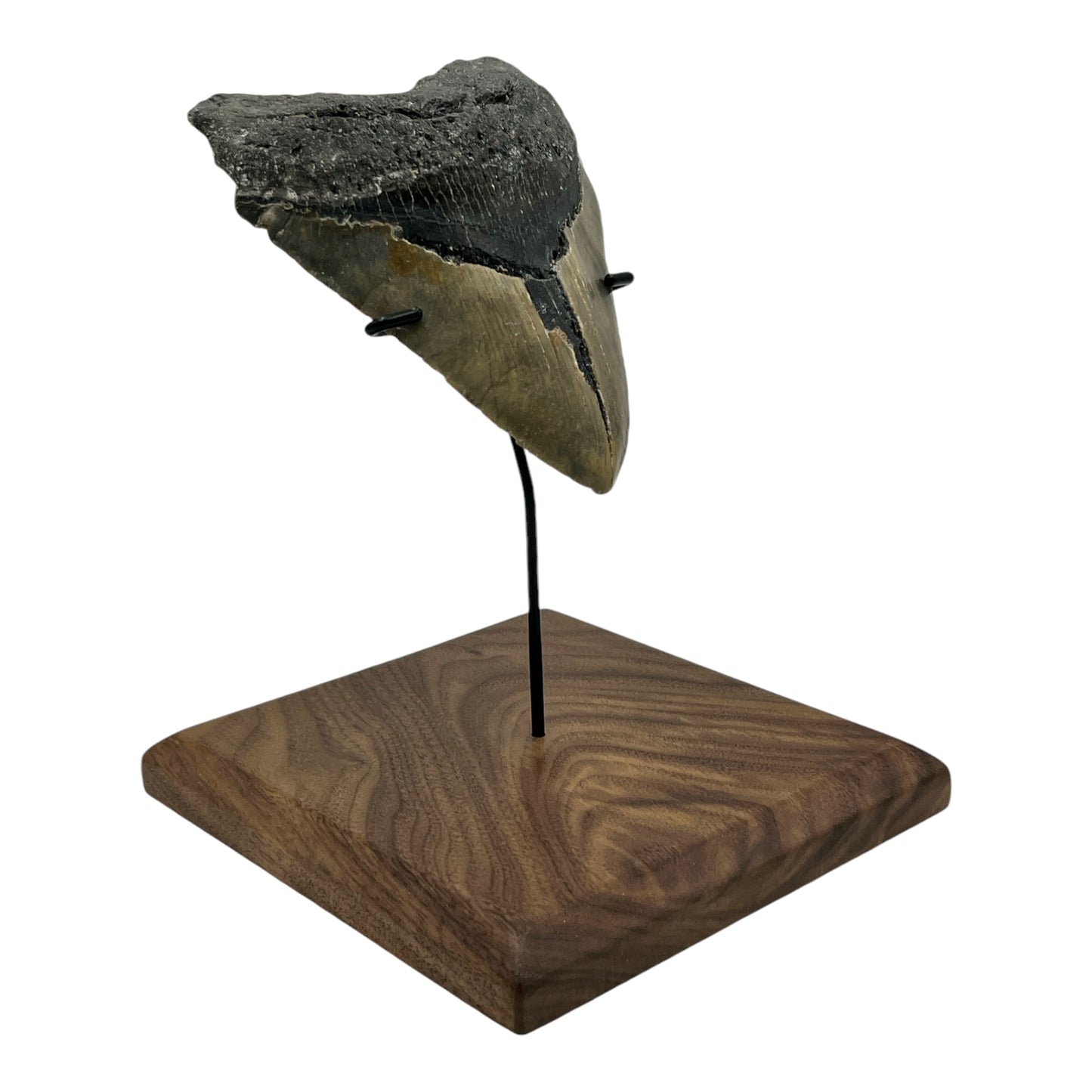 6" Megalodon Tooth Fossil with Stand