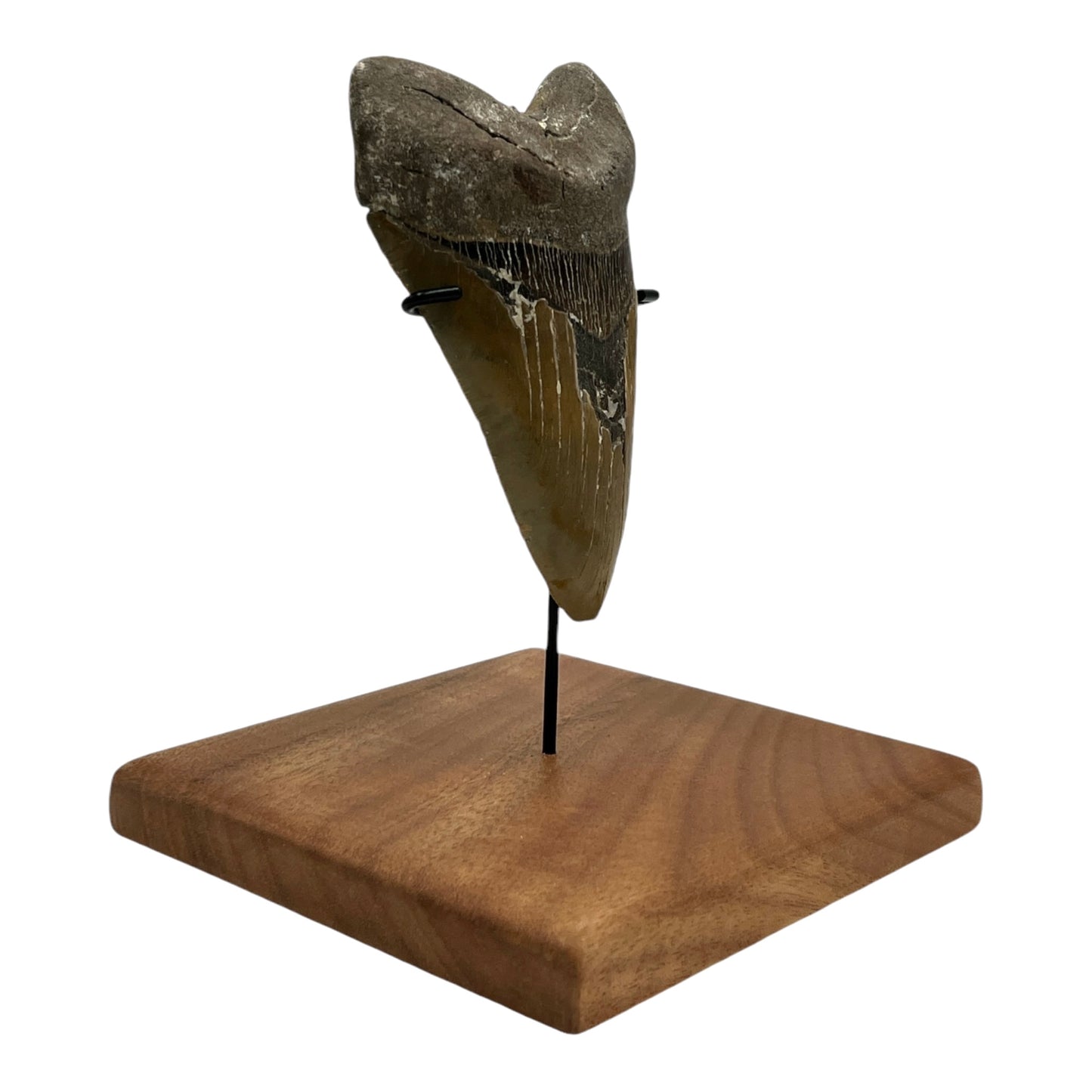 5.5" Megalodon Tooth Fossil with Stand