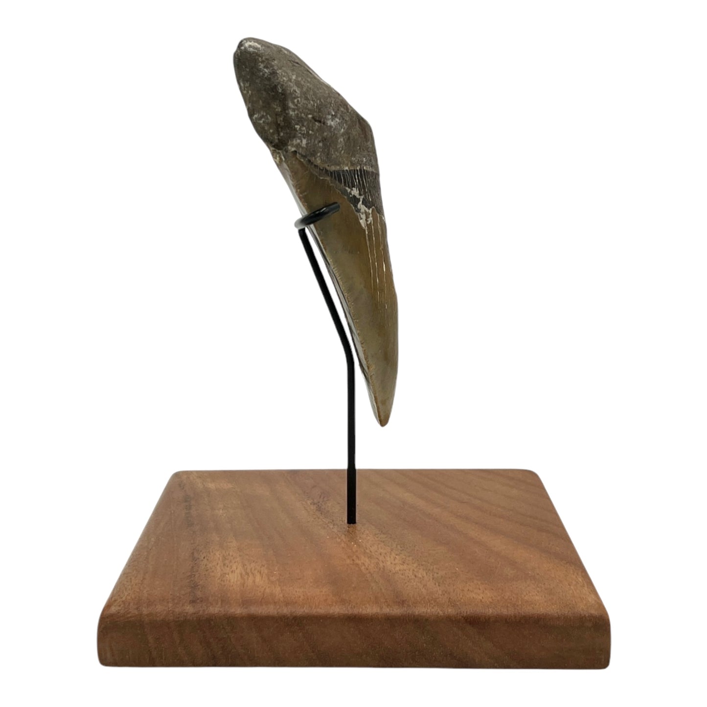 5.5" Megalodon Tooth Fossil with Stand