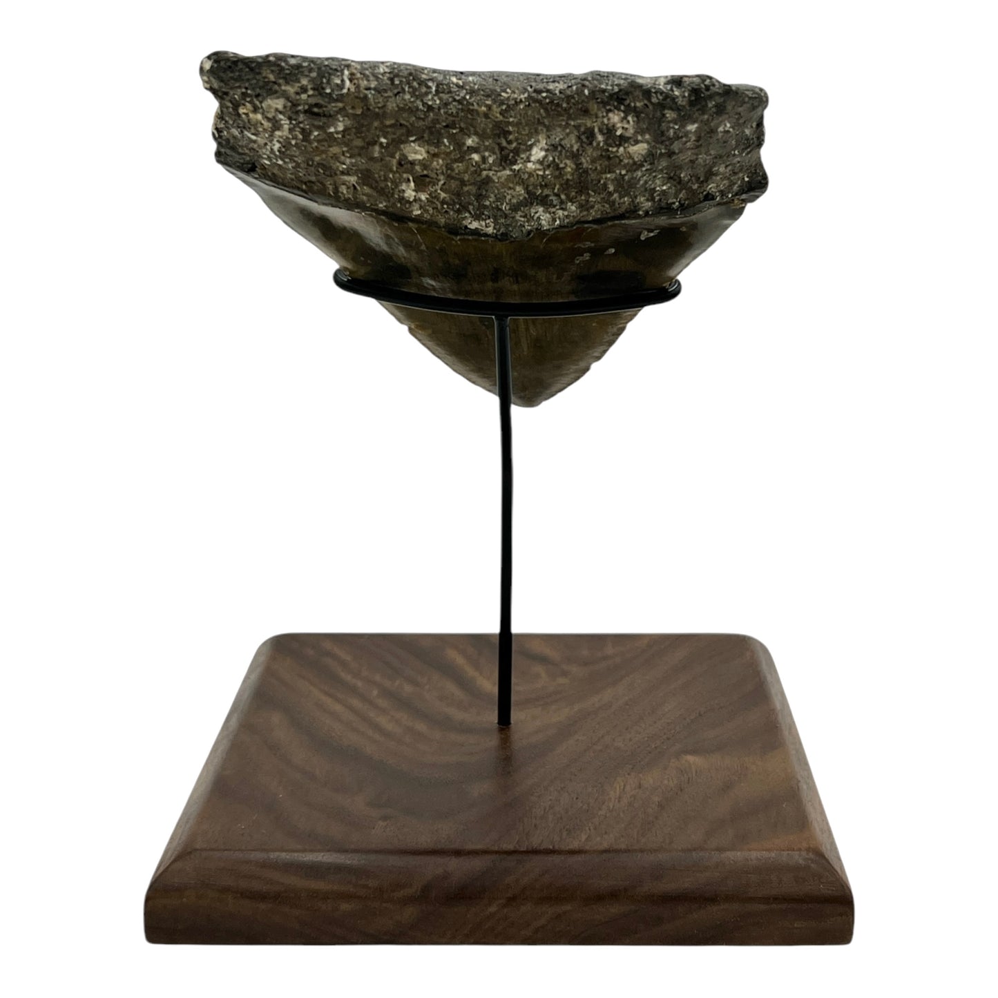 6" Megalodon Tooth Fossil with Stand