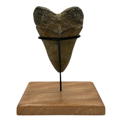 5.5" Megalodon Tooth Fossil with Stand