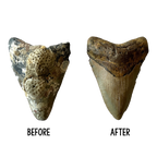 Megalodon Tooth Prep