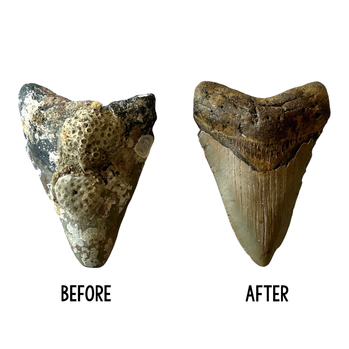 Megalodon Tooth Prep