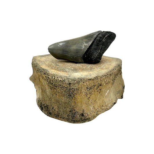 Fossil Whale Vertebra with Megalodon Tooth