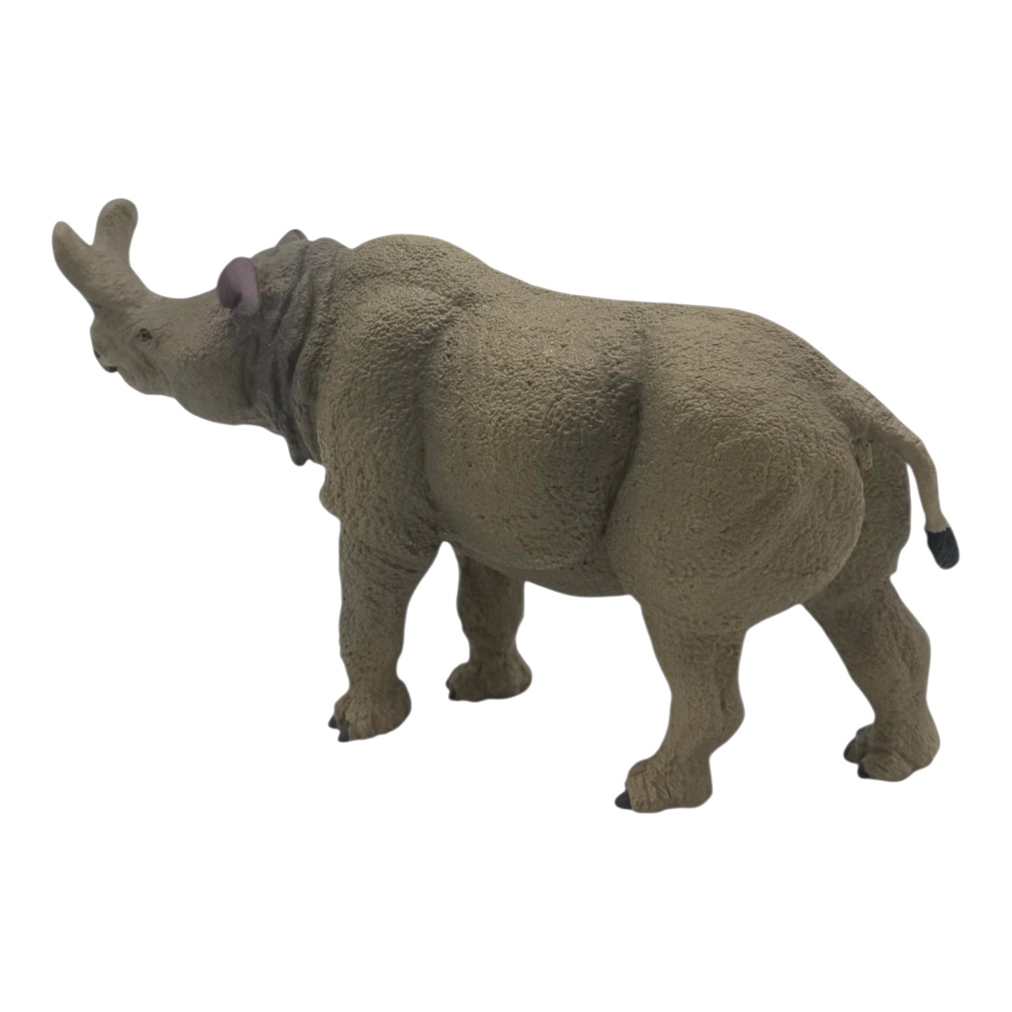 Megacerops (Safari)