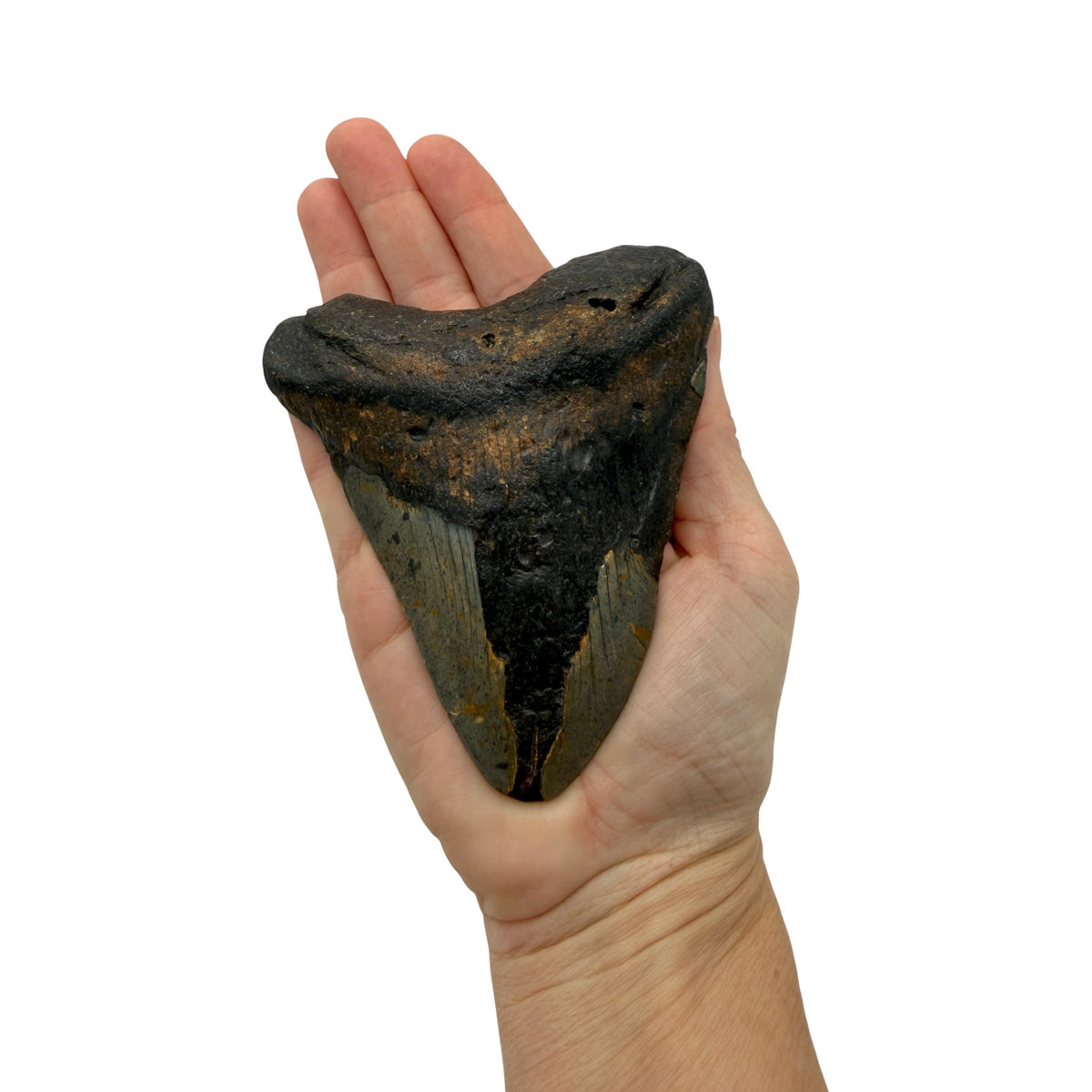 Fossil Shark Tooth (Megalodon Tooth, 4.25")