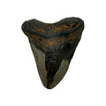Fossil Shark Tooth (Megalodon Tooth, 4.25")