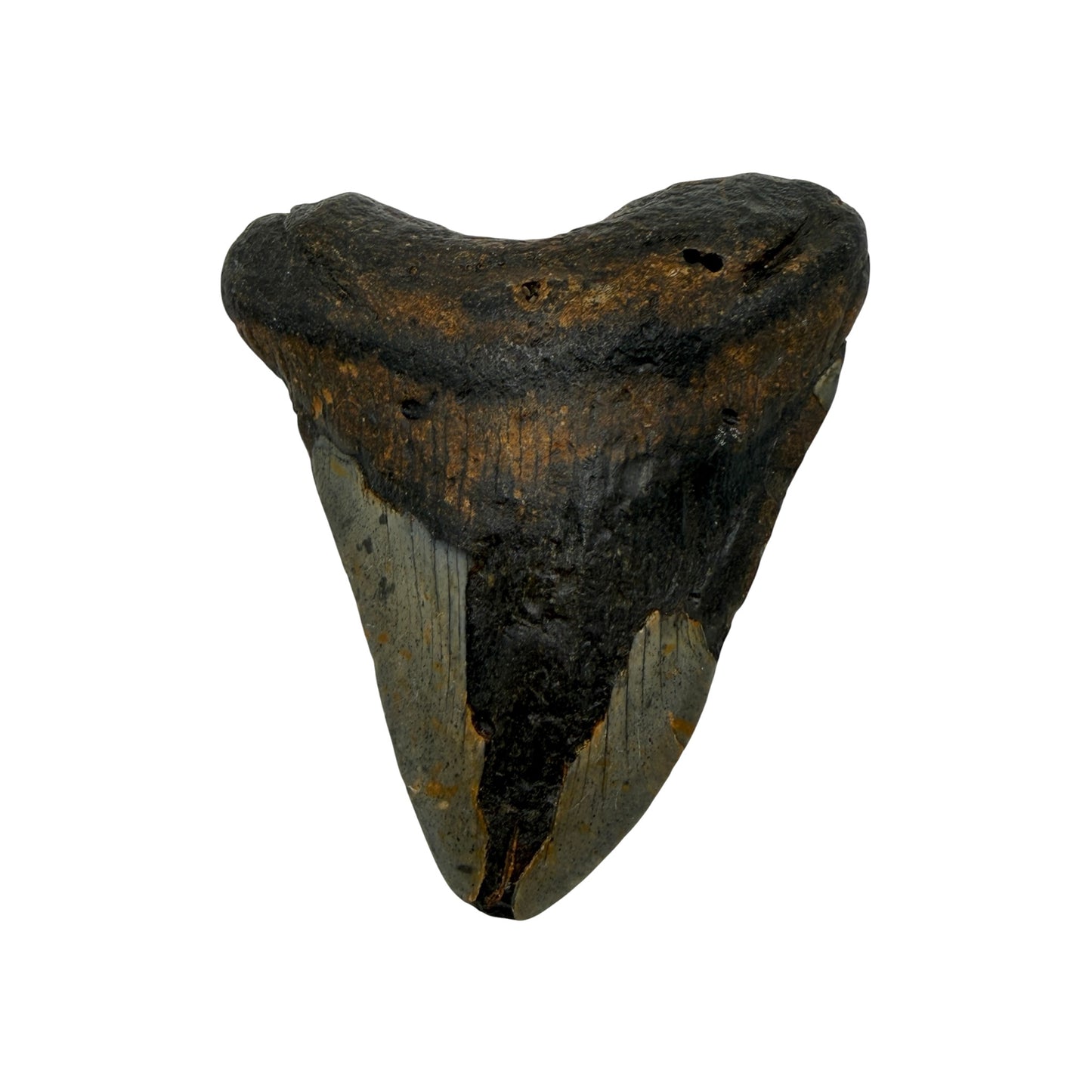 Fossil Shark Tooth (Megalodon Tooth, 4.25")