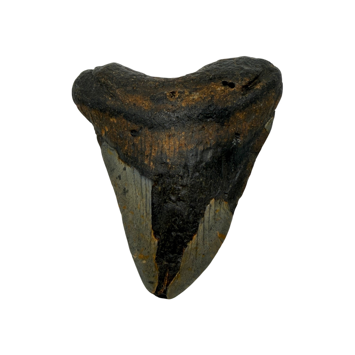 Fossil Shark Tooth (Megalodon Tooth, 4.25")