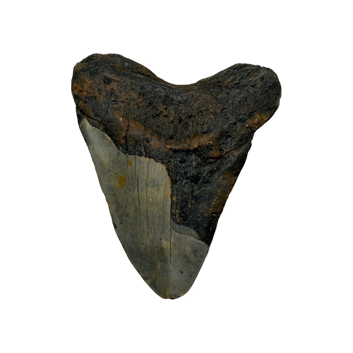 Fossil Shark Tooth (Megalodon Tooth, 4.25")