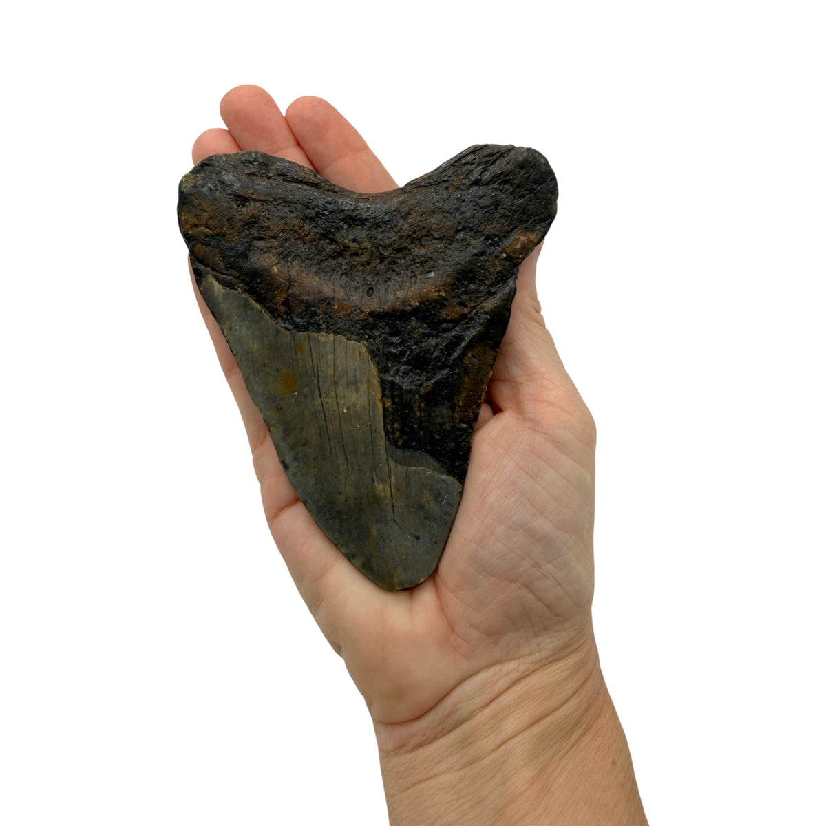 Fossil Shark Tooth (Megalodon Tooth, 4.25")