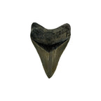 Fossil Shark Tooth (Megalodon Tooth, 2.75")