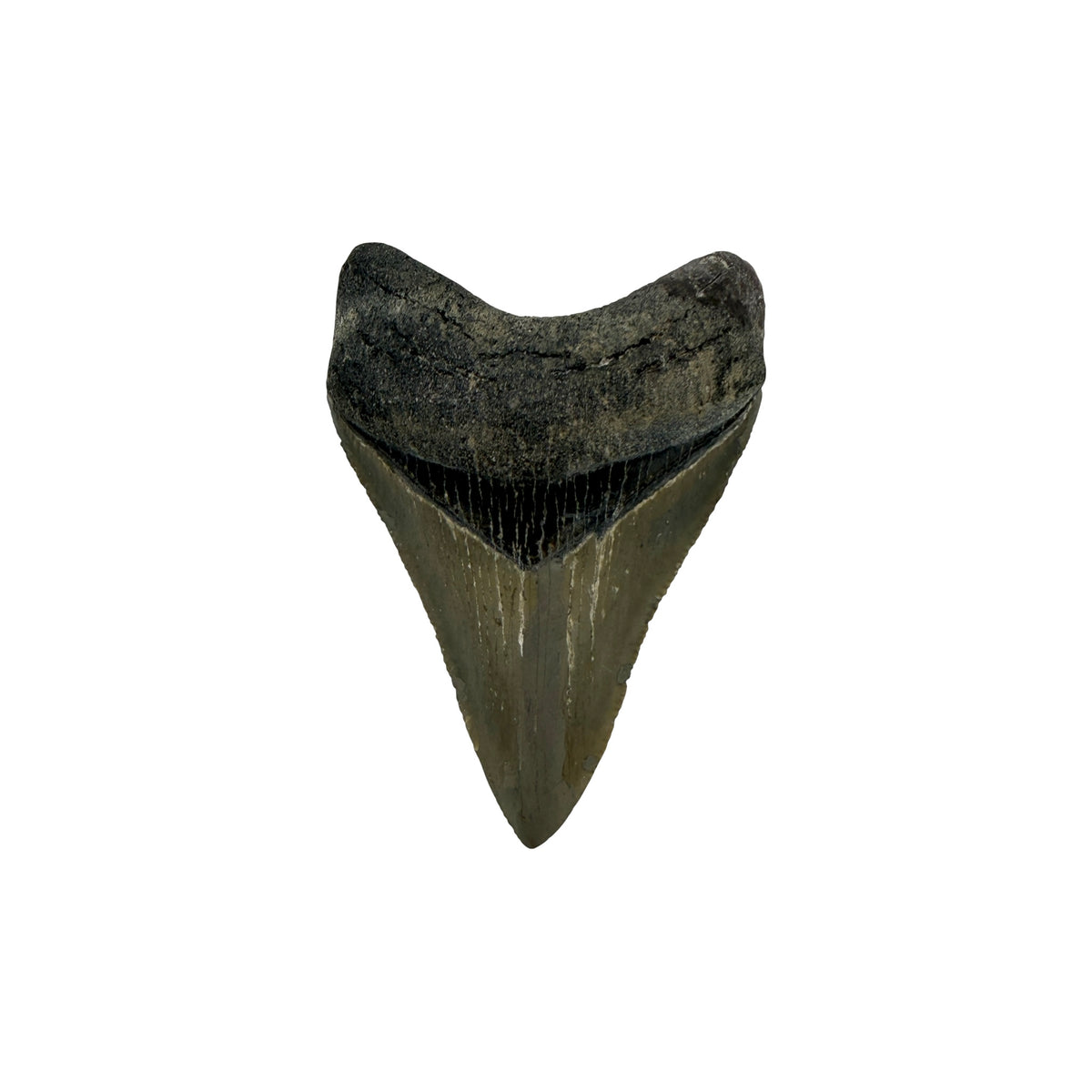 Fossil Shark Tooth (Megalodon Tooth, 2.75")