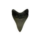 Fossil Shark Tooth (Megalodon Tooth, 2.75")