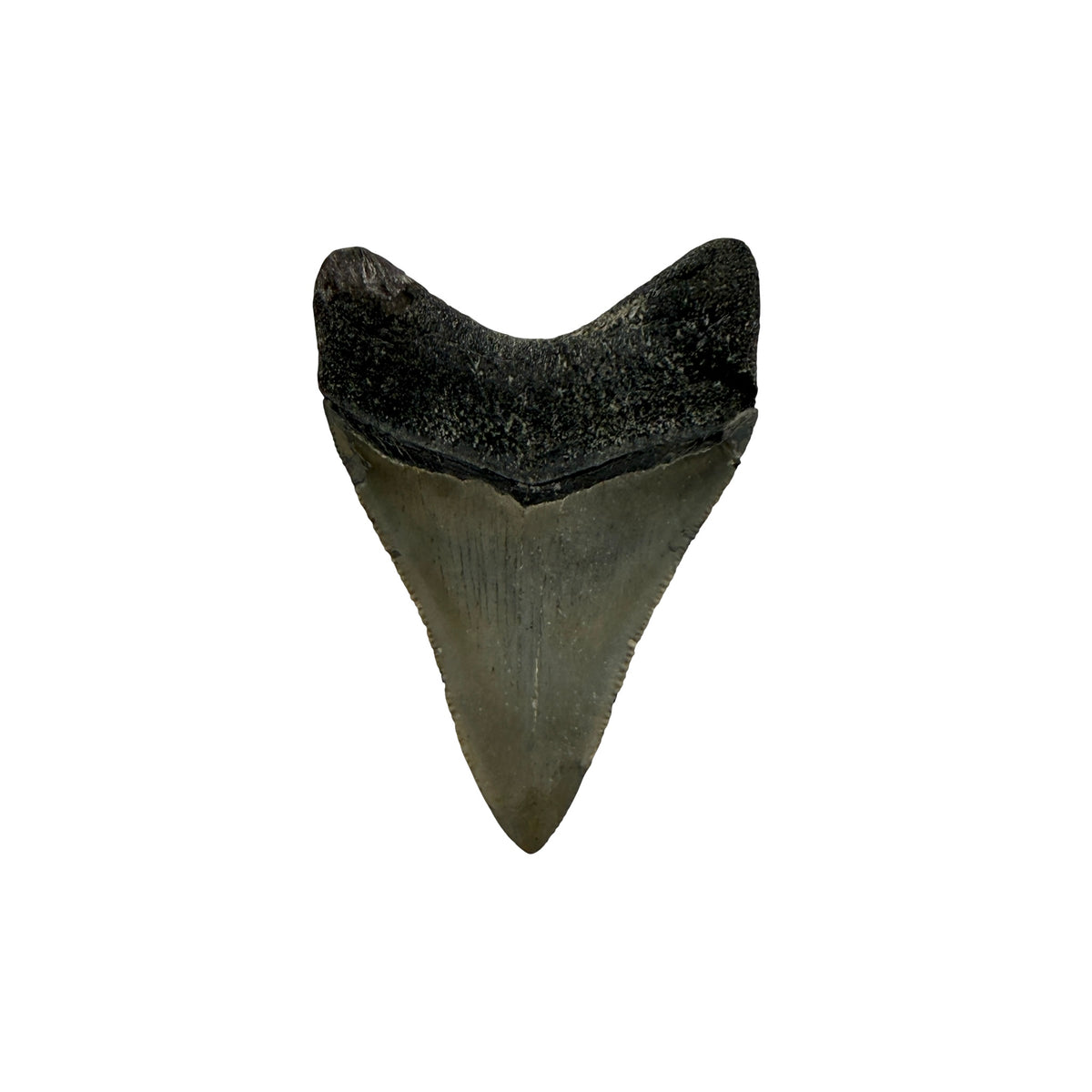 Fossil Shark Tooth (Megalodon Tooth, 2.75")