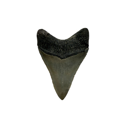 Fossil Shark Tooth (Megalodon Tooth, 2.75")