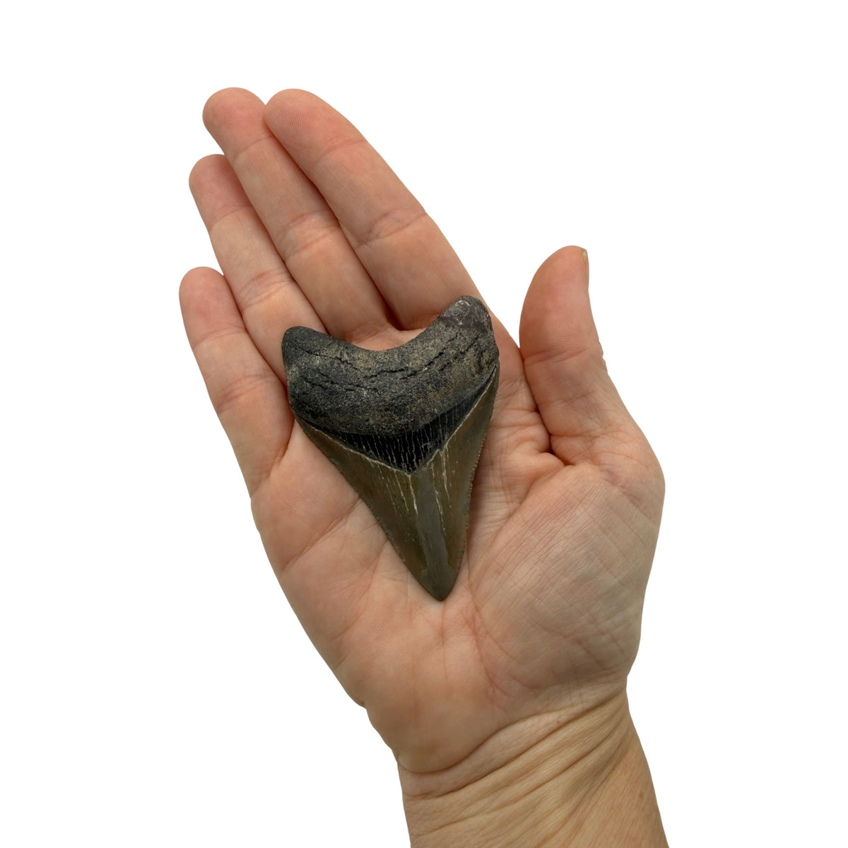 Fossil Shark Tooth (Megalodon Tooth, 2.75")