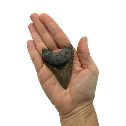 Fossil Shark Tooth (Megalodon Tooth, 2.75")