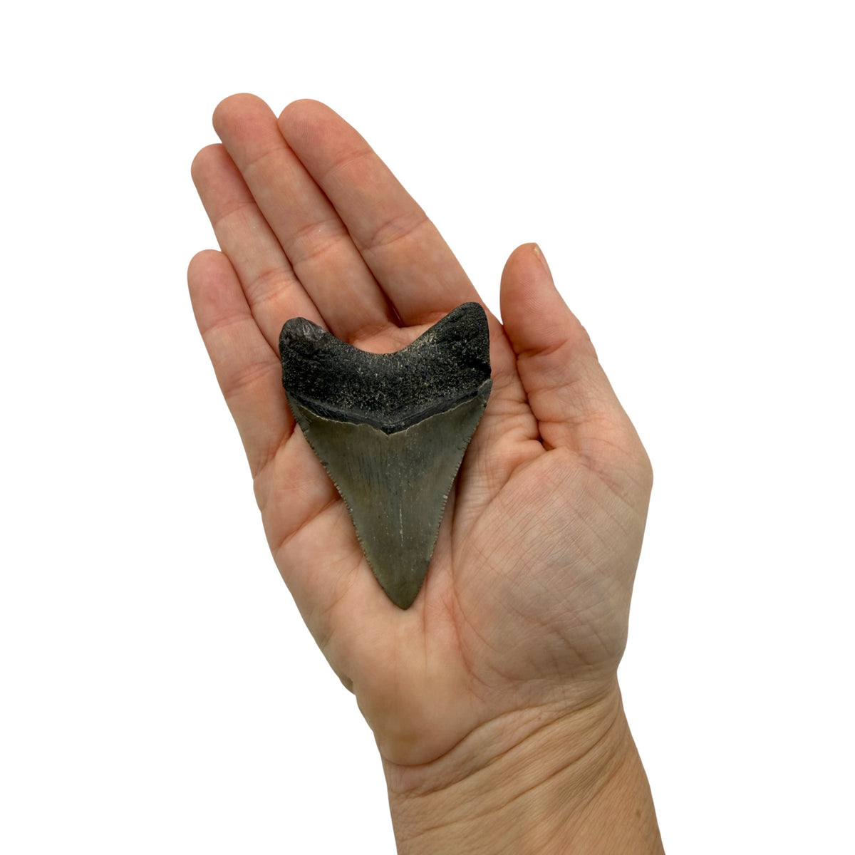 Fossil Shark Tooth (Megalodon Tooth, 2.75")