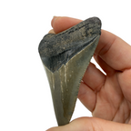 Fossil Shark Tooth (Megalodon Tooth, 2.75")