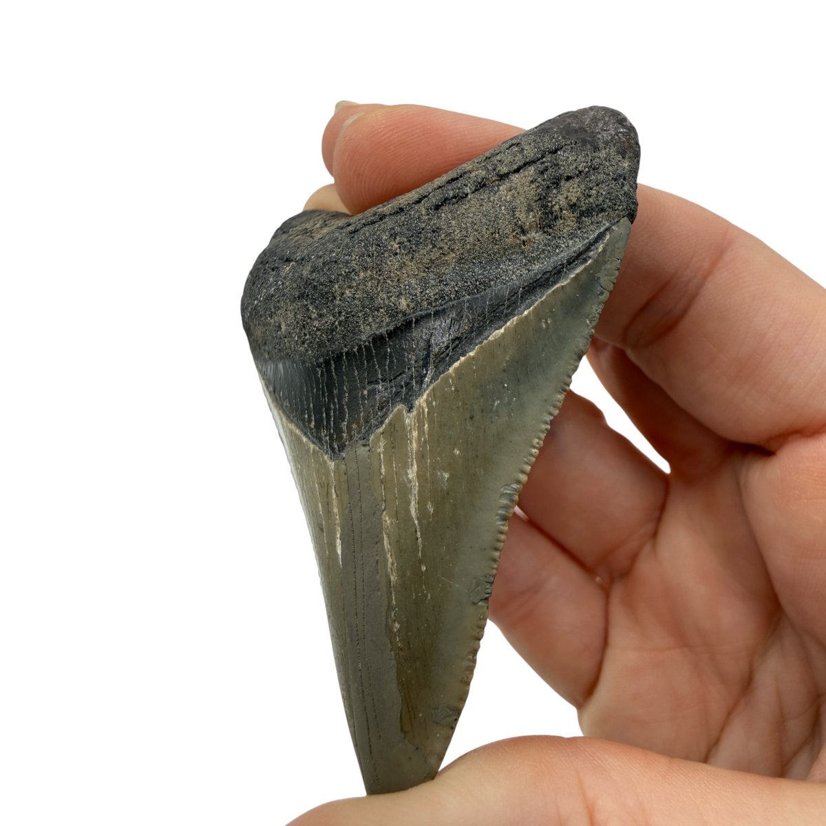 Fossil Shark Tooth (Megalodon Tooth, 2.75")