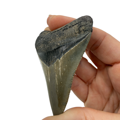 Fossil Shark Tooth (Megalodon Tooth, 2.75")
