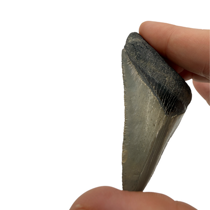 Fossil Shark Tooth (Megalodon Tooth, 2.75")