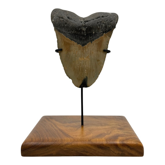5.75" Megalodon Tooth Fossil with Stand