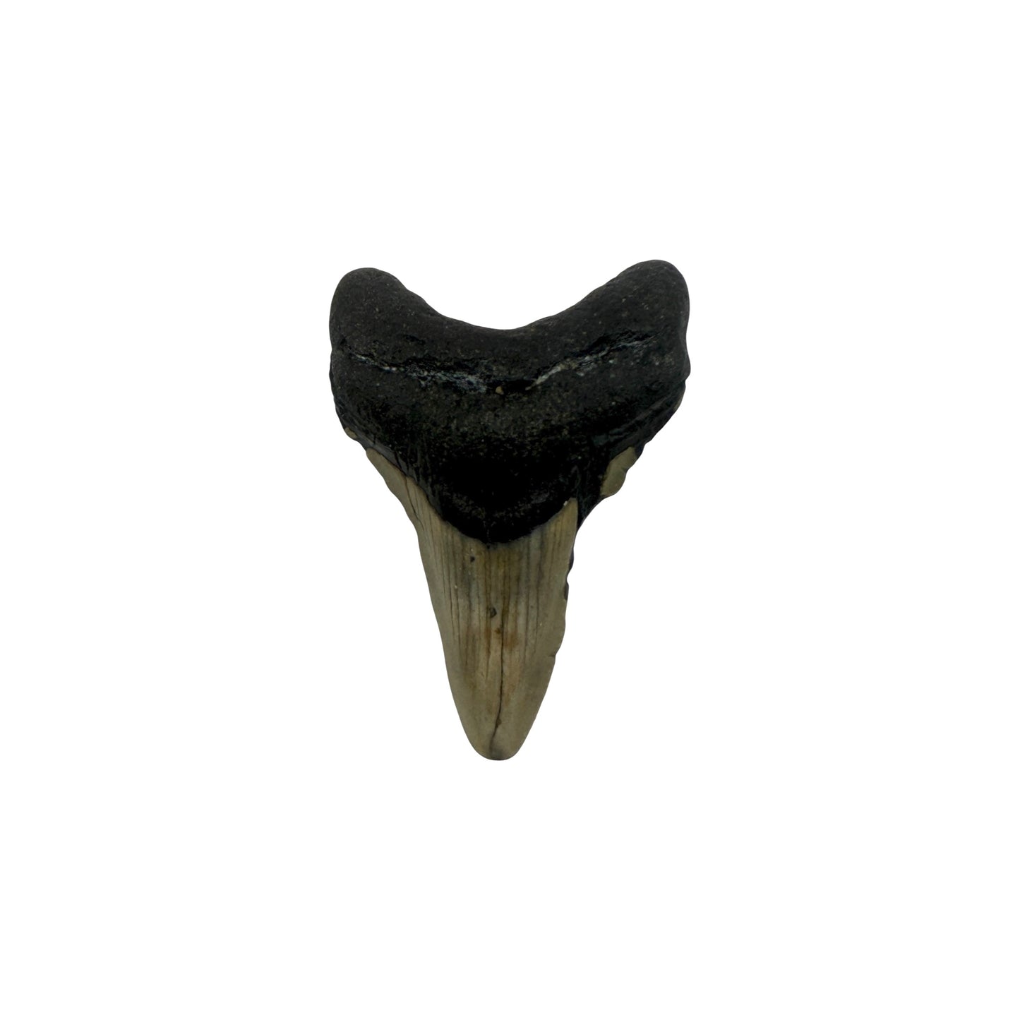 Fossil Shark Tooth (Megalodon Tooth, 2.75")