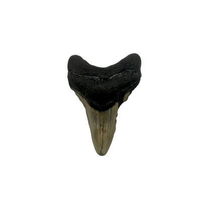 Fossil Shark Tooth (Megalodon Tooth, 2.75")