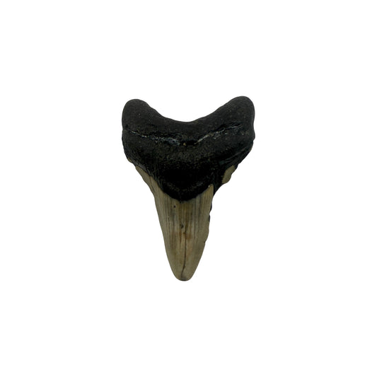 Fossil Shark Tooth (Megalodon Tooth, 2.75")