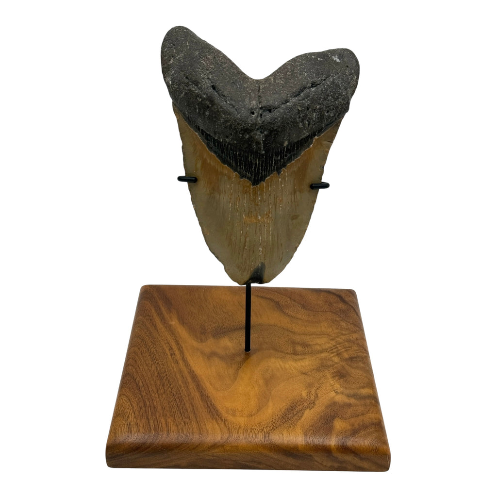 5.75" Megalodon Tooth Fossil with Stand