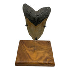 5.75" Megalodon Tooth Fossil with Stand
