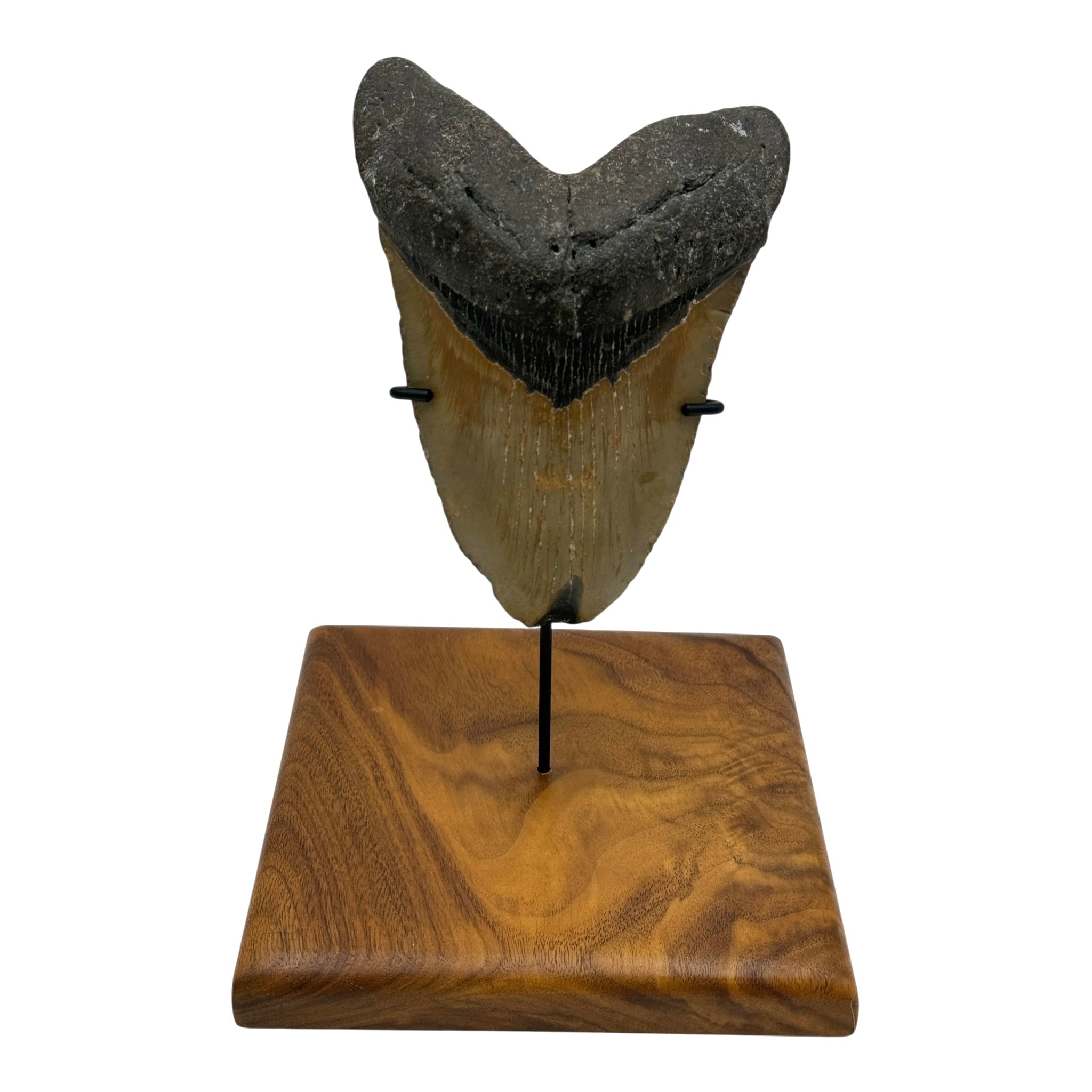 5.75" Megalodon Tooth Fossil with Stand