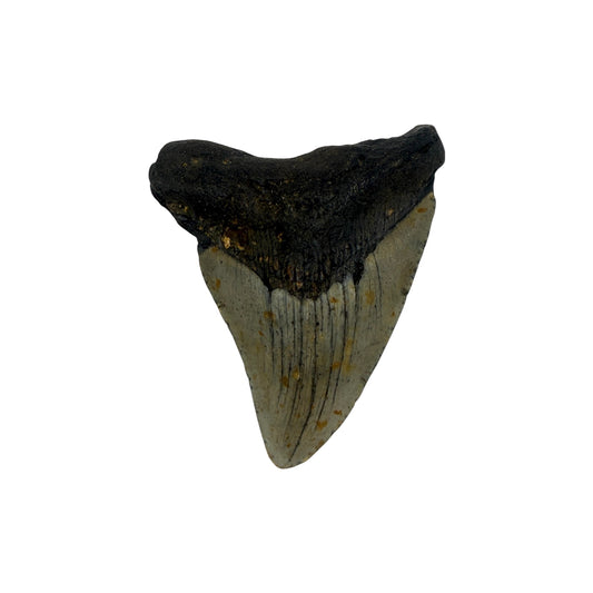 Fossil Shark Tooth (Megalodon Tooth, 3.5")