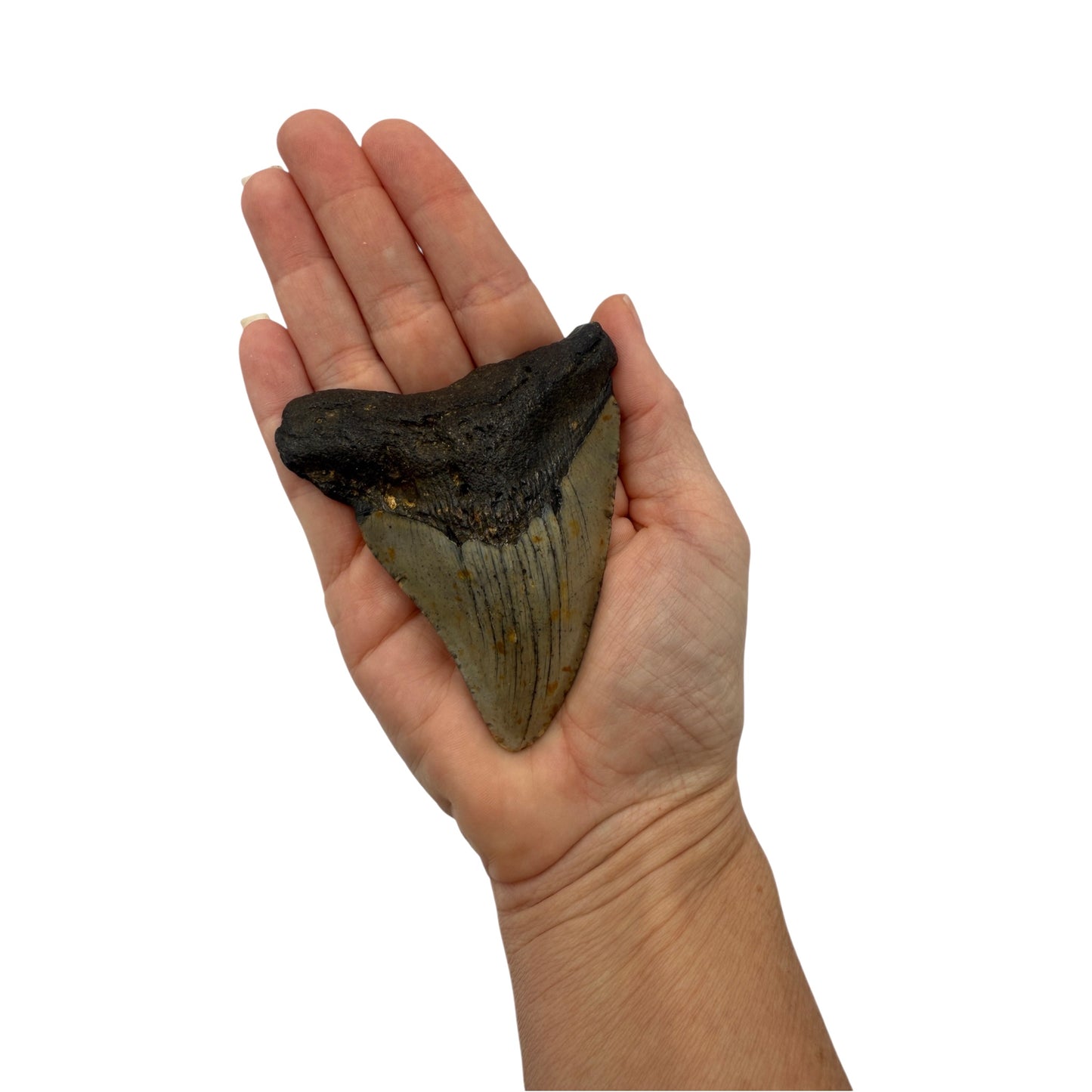 Fossil Shark Tooth (Megalodon Tooth, 3.5")
