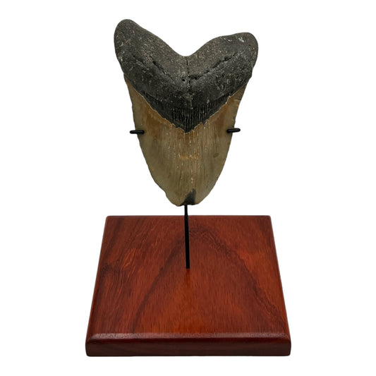 5.75" Megalodon Tooth Fossil with Stand