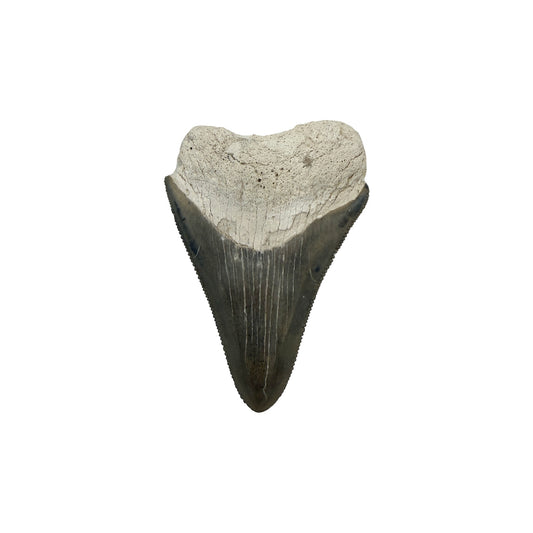 Fossil Shark Tooth (Megalodon Tooth, 2.5")