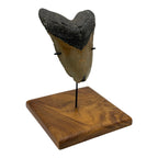 5.75" Megalodon Tooth Fossil with Stand