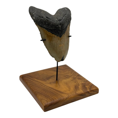 5.75" Megalodon Tooth Fossil with Stand
