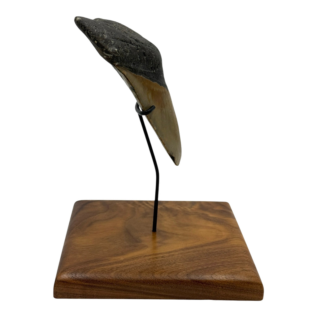 5.75" Megalodon Tooth Fossil with Stand