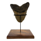 5.75" Megalodon Tooth Fossil with Stand