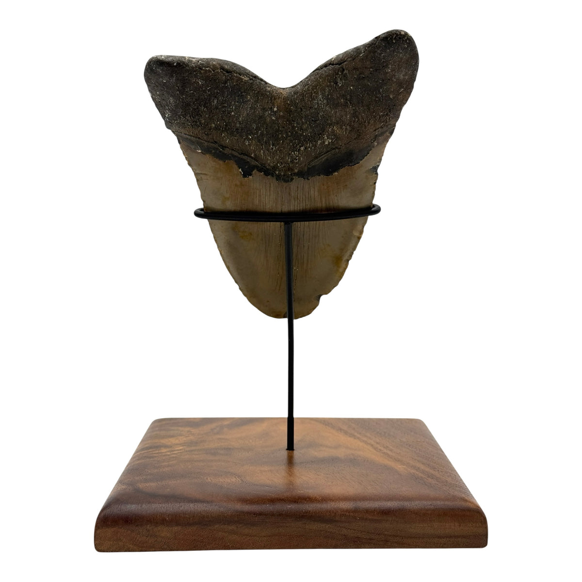 5.75" Megalodon Tooth Fossil with Stand