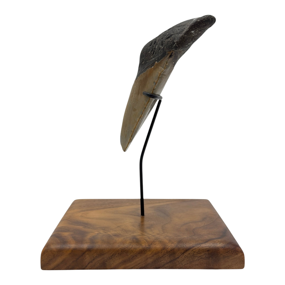 5.75" Megalodon Tooth Fossil with Stand
