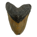 5.75" Megalodon Tooth Fossil with Stand