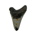 Fossil Shark Tooth (Megalodon Tooth, 4.75")
