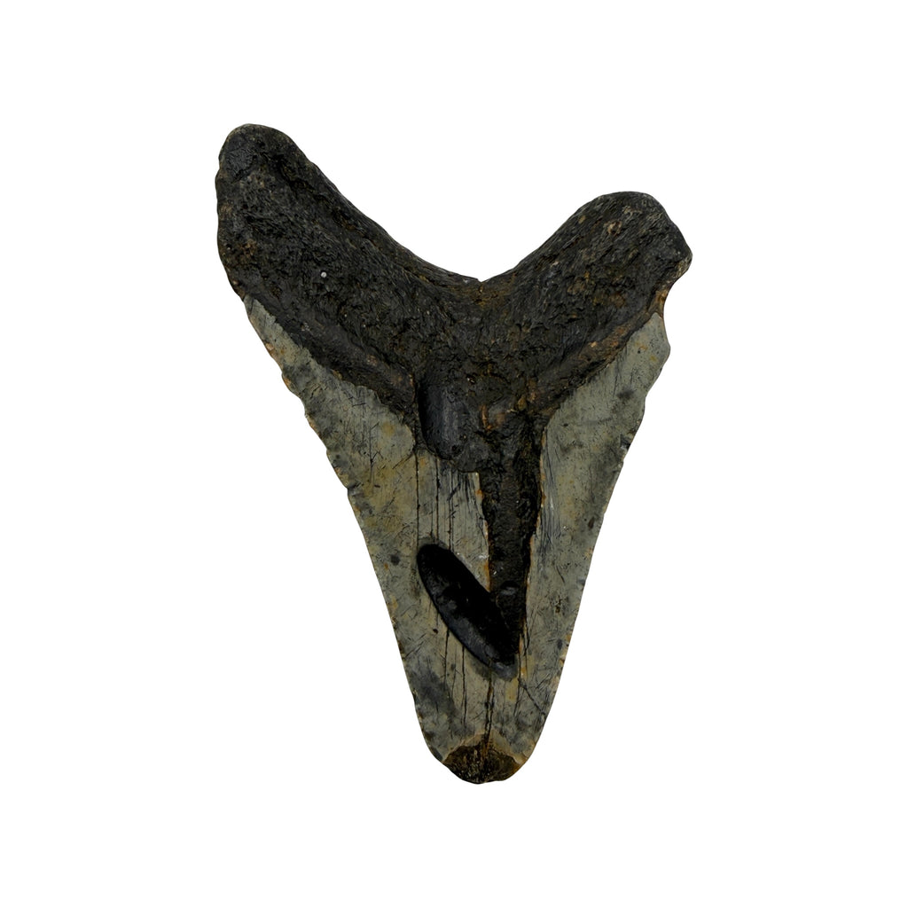 Fossil Shark Tooth (Megalodon Tooth, 4.75")