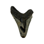 Fossil Shark Tooth (Megalodon Tooth, 4.75")