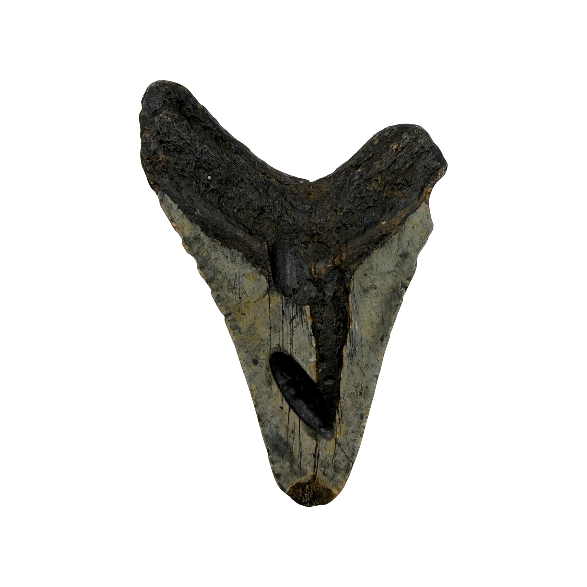 Fossil Shark Tooth (Megalodon Tooth, 4.75")